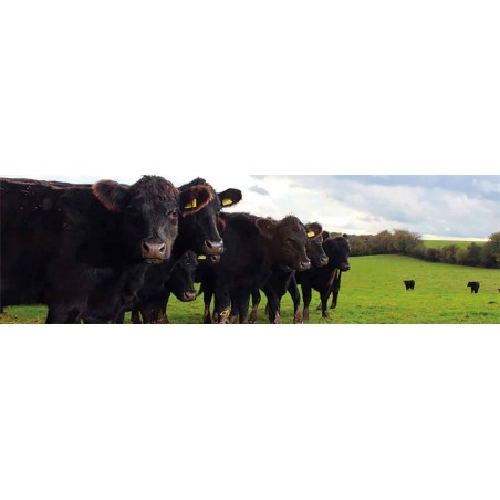 DES HOMMES ET DES BOEUFS